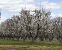 Orchard Blossom 9